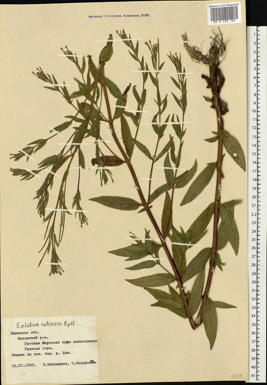 Epilobium pseudorubescens A. K. Skvortsov, Eastern Europe, Central forest-and-steppe region (E6) (Russia)