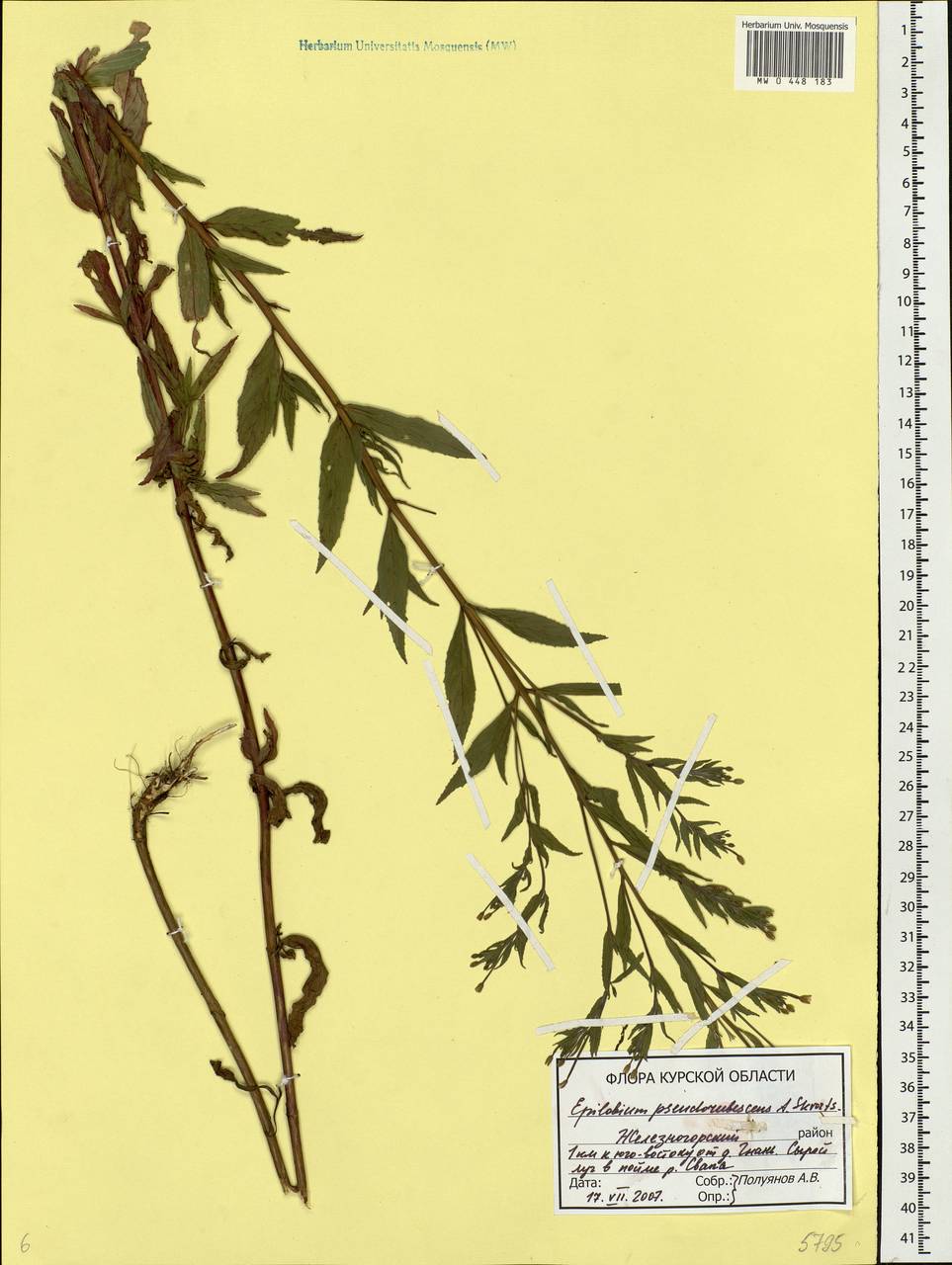 Epilobium pseudorubescens A. K. Skvortsov, Eastern Europe, Central forest-and-steppe region (E6) (Russia)