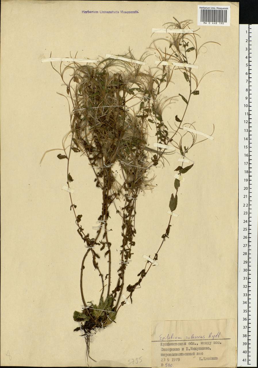 Epilobium pseudorubescens A. K. Skvortsov, Eastern Europe, Middle Volga region (E8) (Russia)