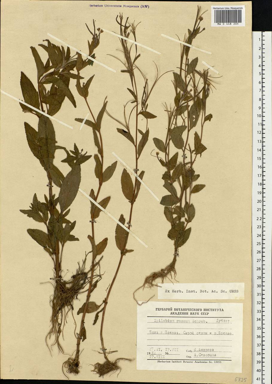 Epilobium roseum Schreb., Eastern Europe, North-Western region (E2) (Russia)