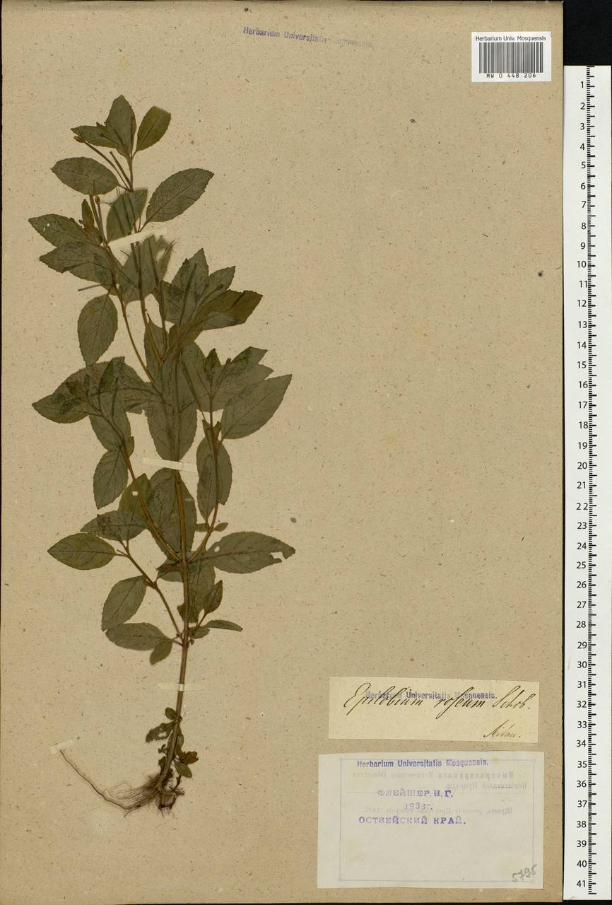 Epilobium roseum Schreb., Eastern Europe, Latvia (E2b) (Latvia)