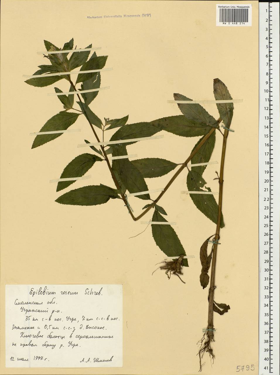 Epilobium roseum Schreb., Eastern Europe, Western region (E3) (Russia)