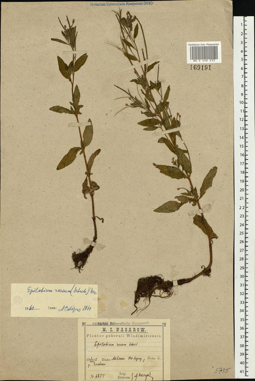 Epilobium roseum Schreb., Eastern Europe, Central region (E4) (Russia)