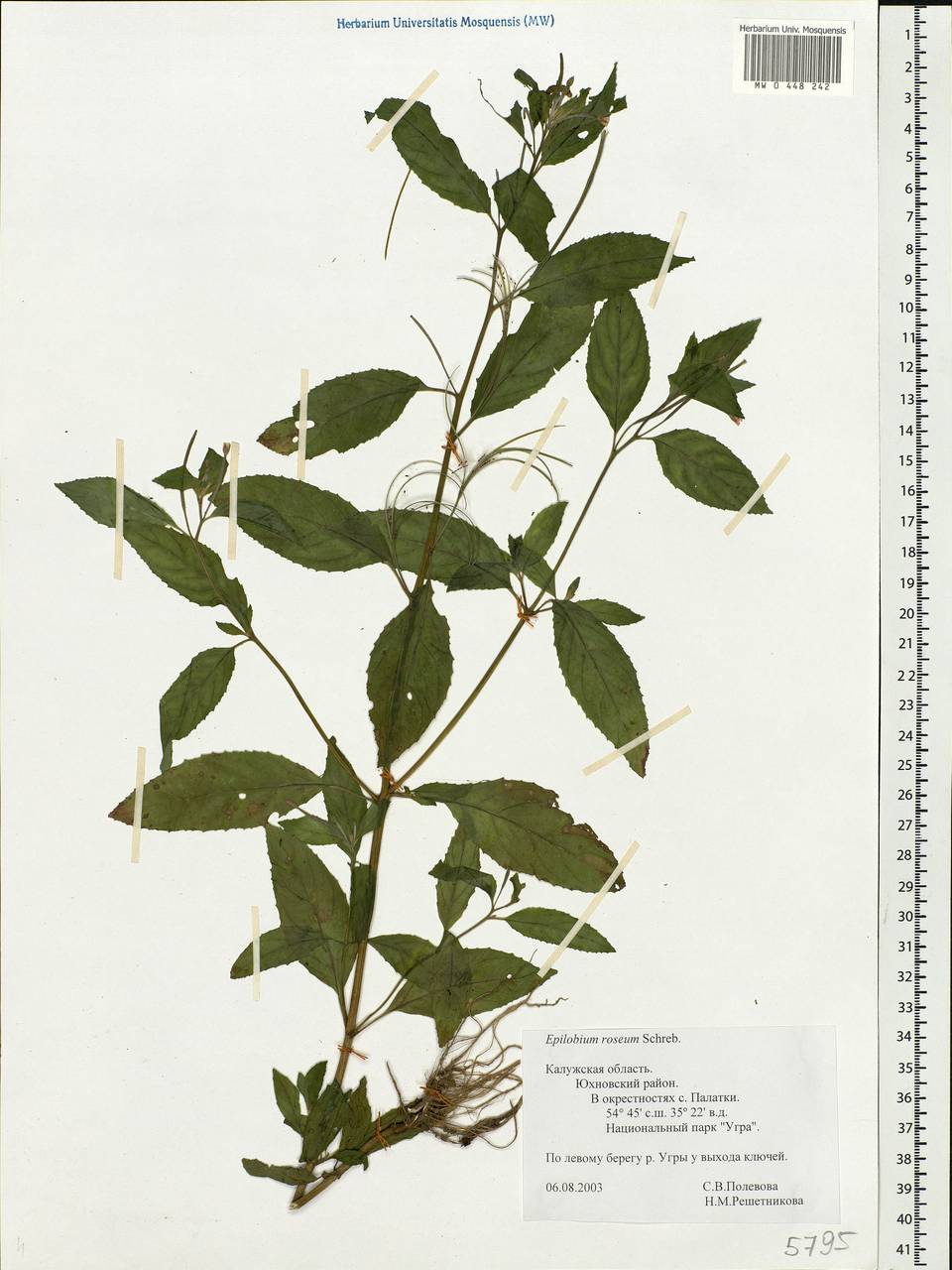 Epilobium roseum Schreb., Eastern Europe, Central region (E4) (Russia)