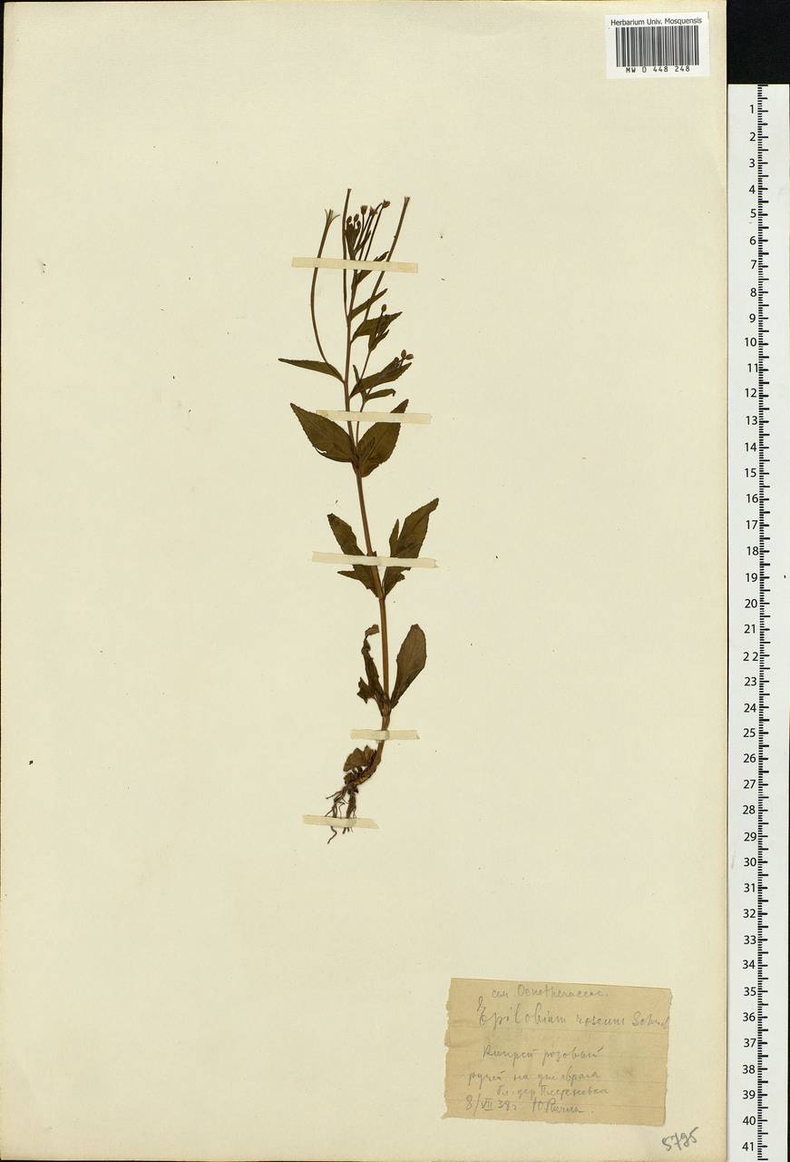 Epilobium roseum Schreb., Eastern Europe, Central region (E4) (Russia)