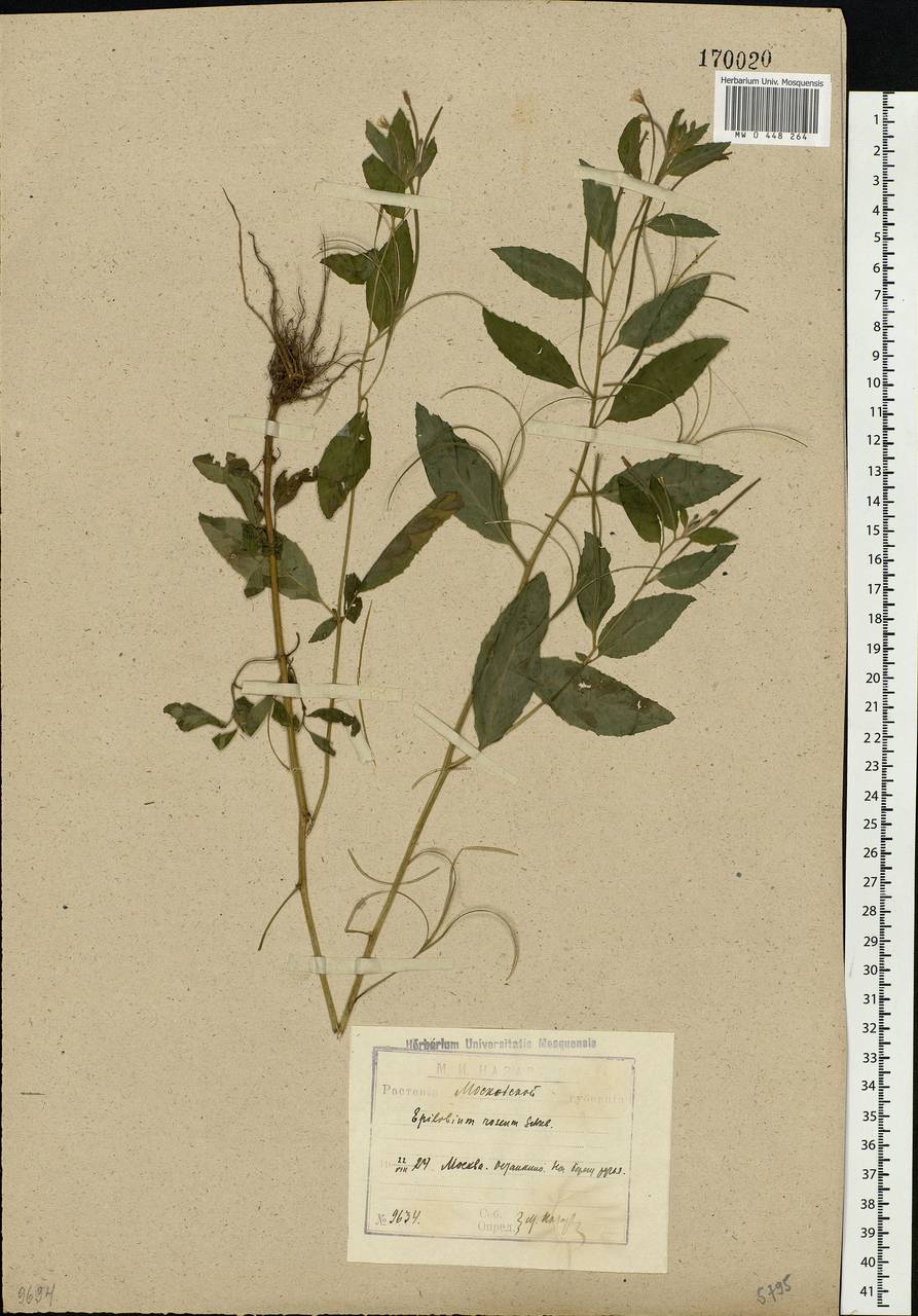 Epilobium roseum Schreb., Eastern Europe, Moscow region (E4a) (Russia)