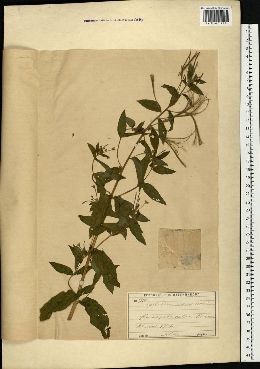 Epilobium roseum Schreb., Eastern Europe, Moscow region (E4a) (Russia)