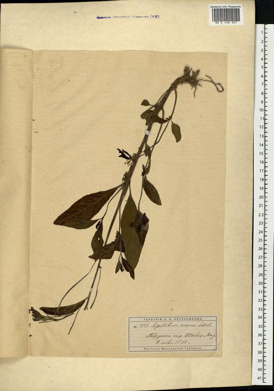 Epilobium roseum Schreb., Eastern Europe, Moscow region (E4a) (Russia)