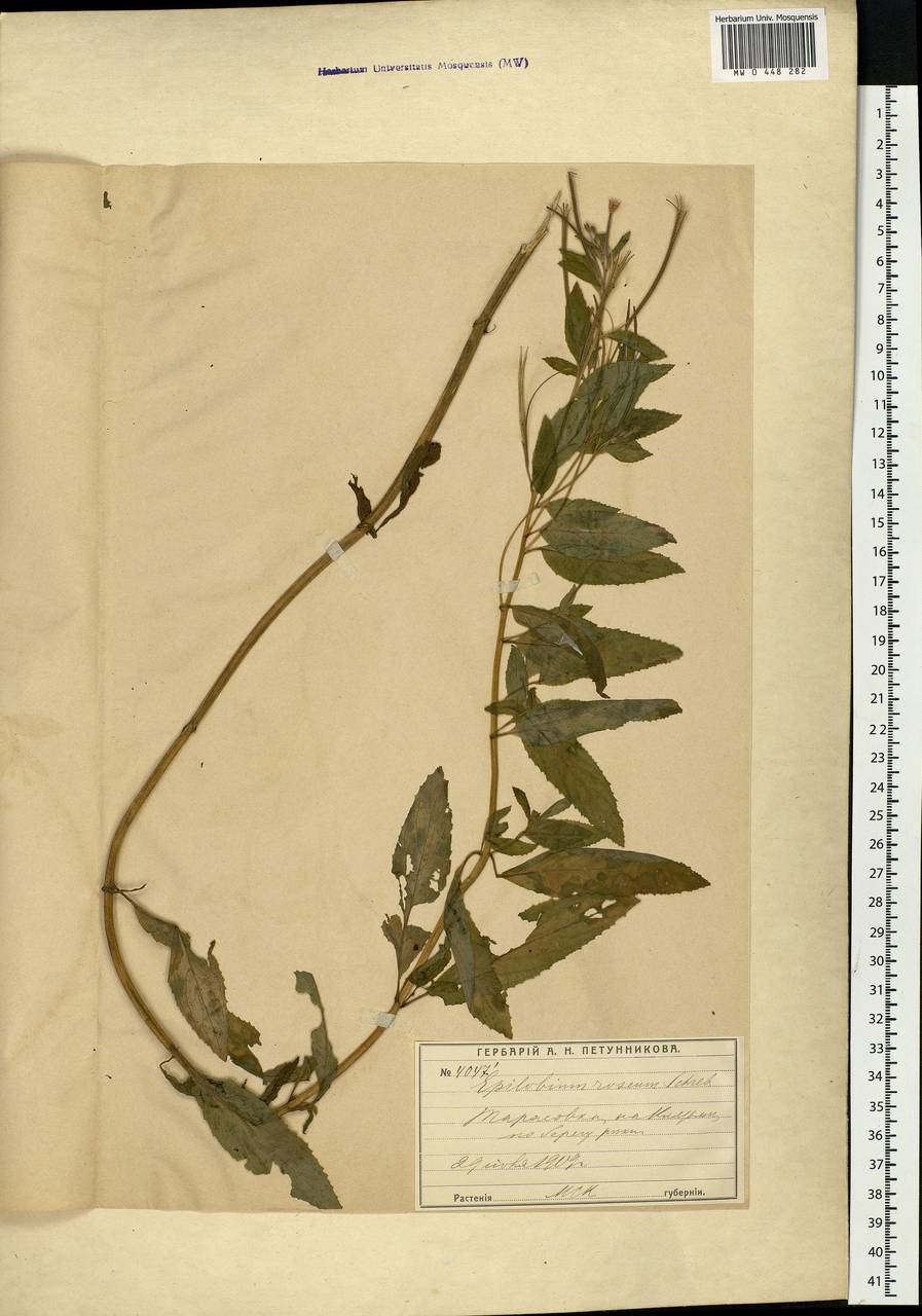 Epilobium roseum Schreb., Eastern Europe, Moscow region (E4a) (Russia)