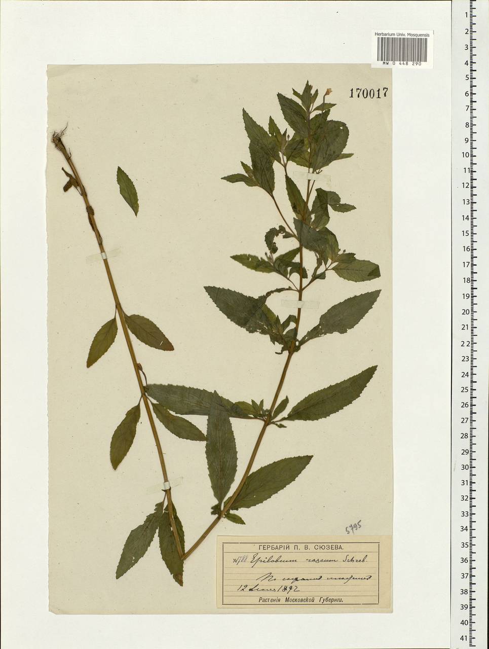 Epilobium roseum (Schreb.) Schreb., Eastern Europe, Moscow region (E4a) (Russia)