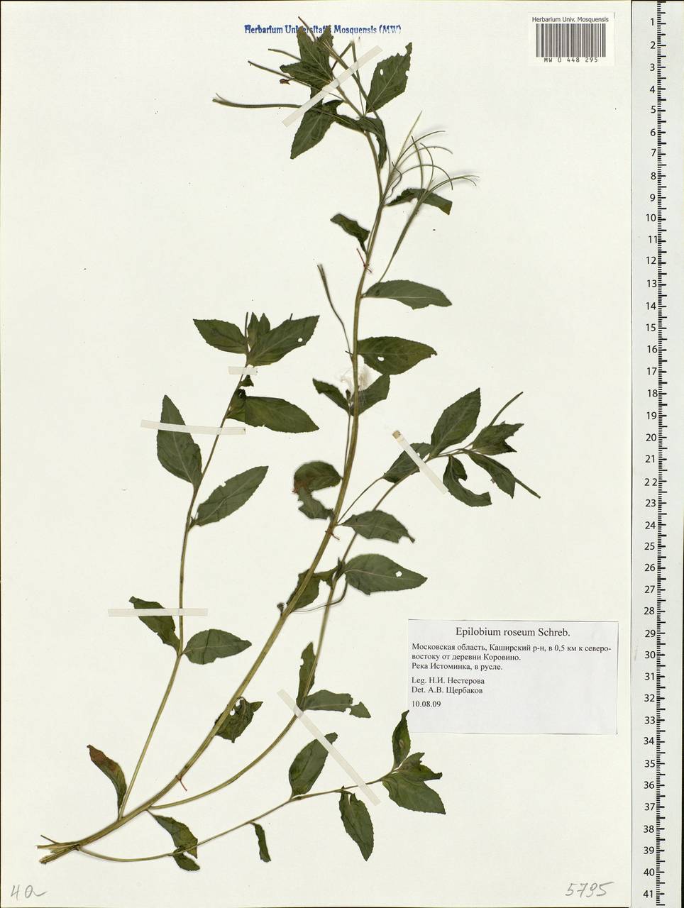 Epilobium roseum Schreb., Eastern Europe, Moscow region (E4a) (Russia)