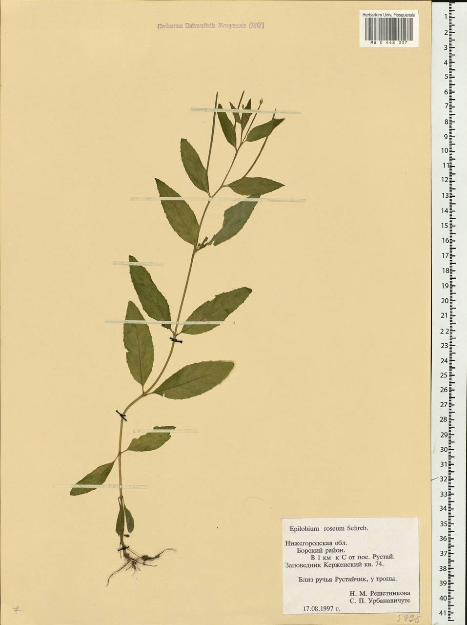 Epilobium roseum Schreb., Eastern Europe, Volga-Kama region (E7) (Russia)