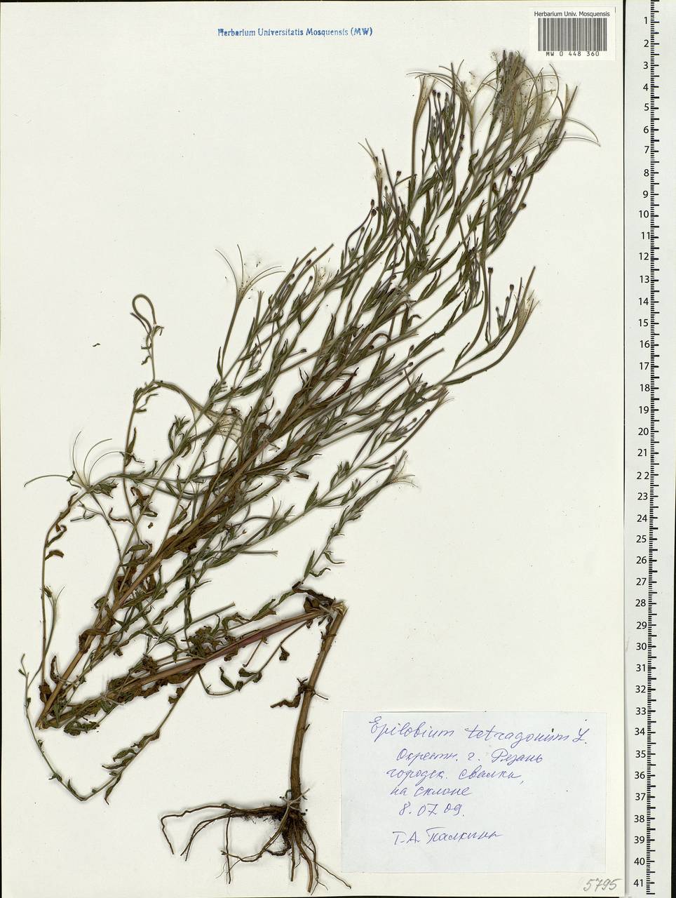 Epilobium tetragonum L., Eastern Europe, Central region (E4) (Russia)