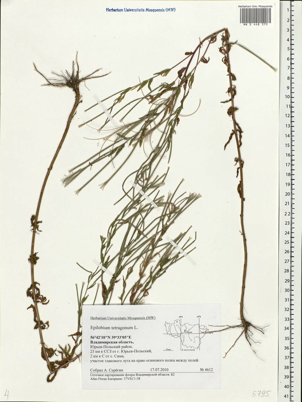 Epilobium tetragonum L., Eastern Europe, Central region (E4) (Russia)