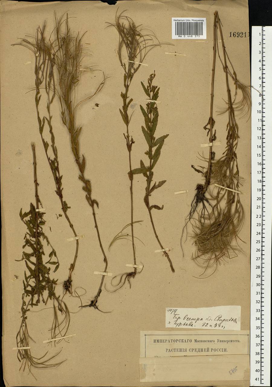 Epilobium tetragonum L., Eastern Europe, Central region (E4) (Russia)