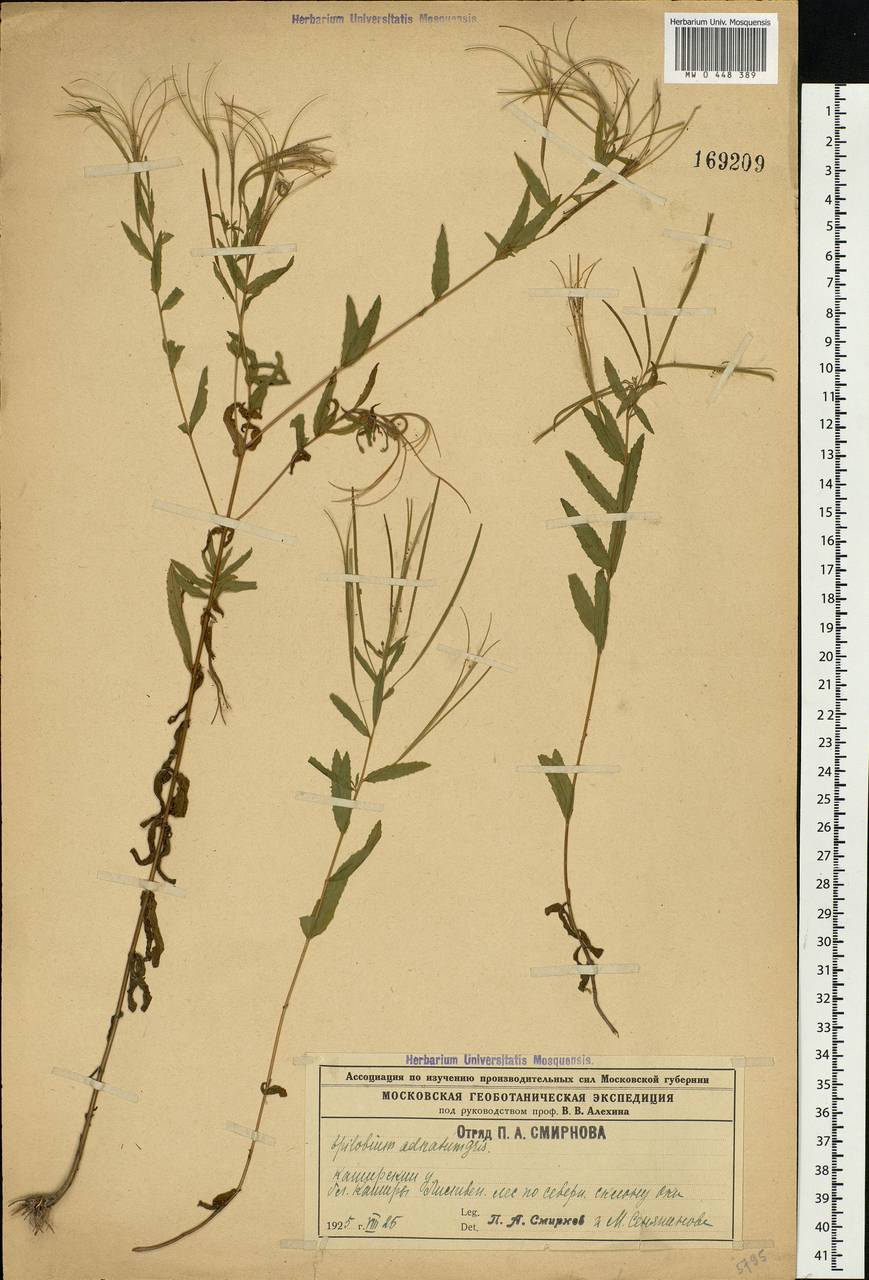 Epilobium tetragonum L., Eastern Europe, Moscow region (E4a) (Russia)