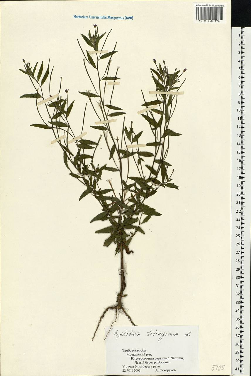 Epilobium tetragonum L., Eastern Europe, Central forest-and-steppe region (E6) (Russia)