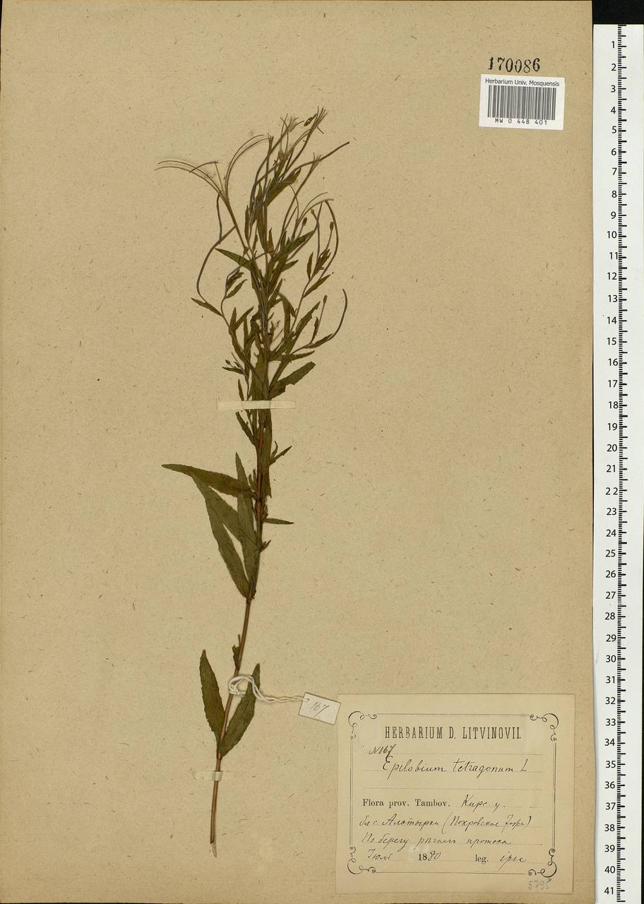 Epilobium tetragonum L., Eastern Europe, Central forest-and-steppe region (E6) (Russia)