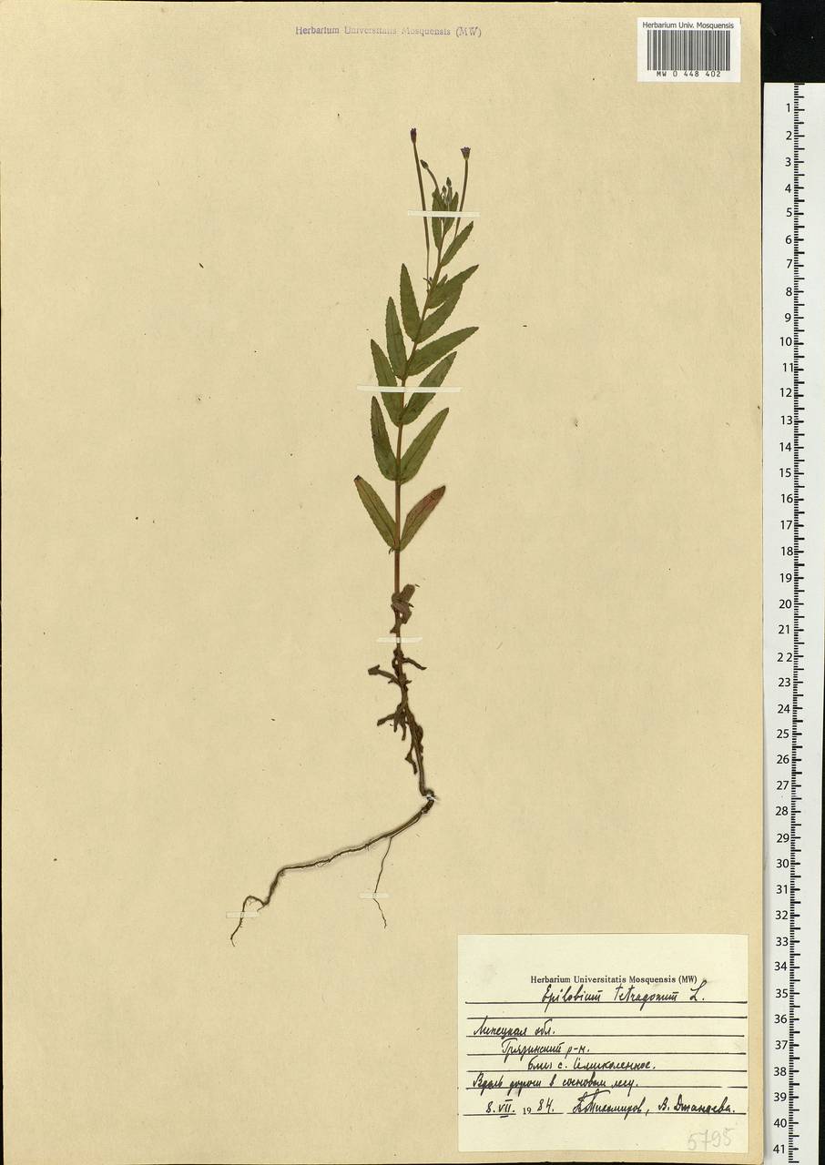 Epilobium tetragonum L., Eastern Europe, Central forest-and-steppe region (E6) (Russia)