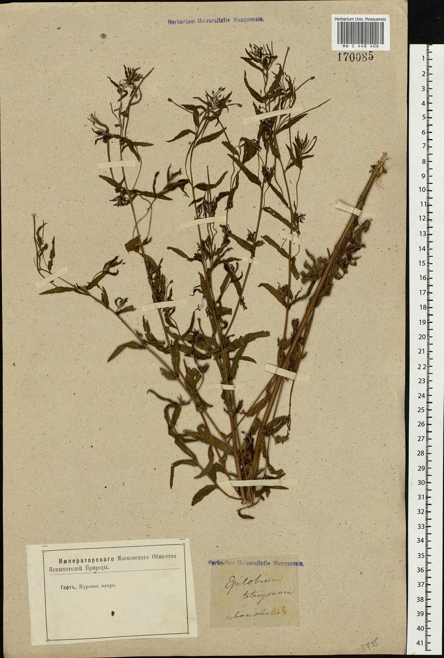 Epilobium tetragonum L., Eastern Europe, Central forest-and-steppe region (E6) (Russia)