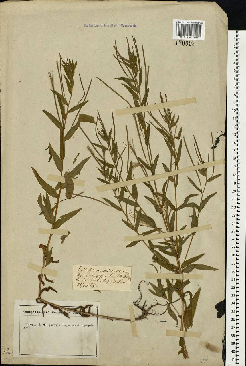 Epilobium tetragonum L., Eastern Europe, Central forest-and-steppe region (E6) (Russia)