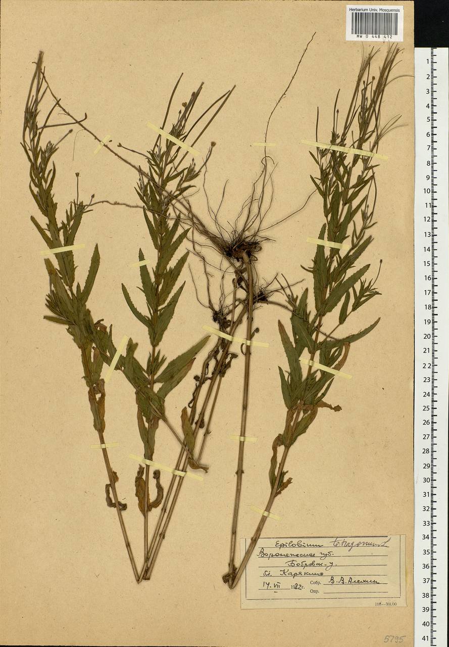 Epilobium tetragonum L., Eastern Europe, Central forest-and-steppe region (E6) (Russia)