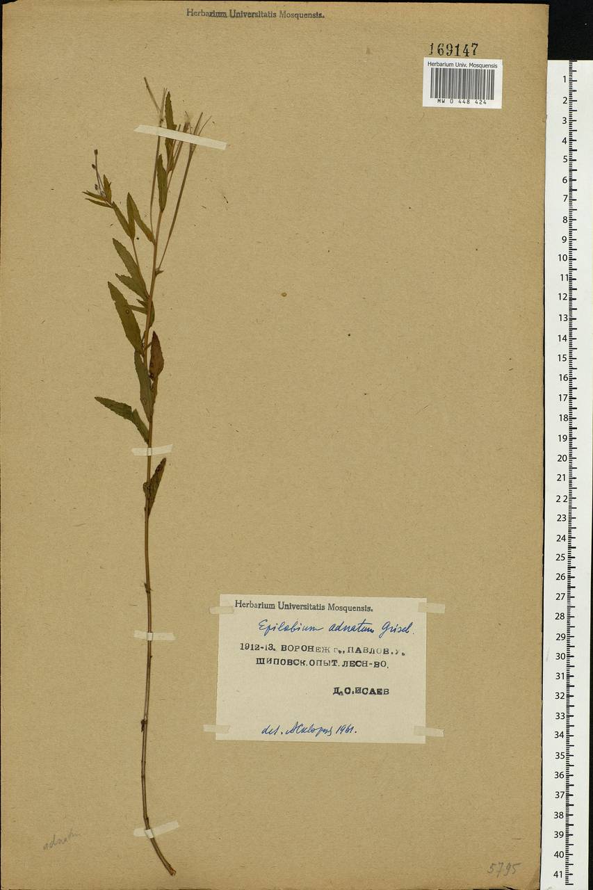 Epilobium tetragonum L., Eastern Europe, Central forest-and-steppe region (E6) (Russia)