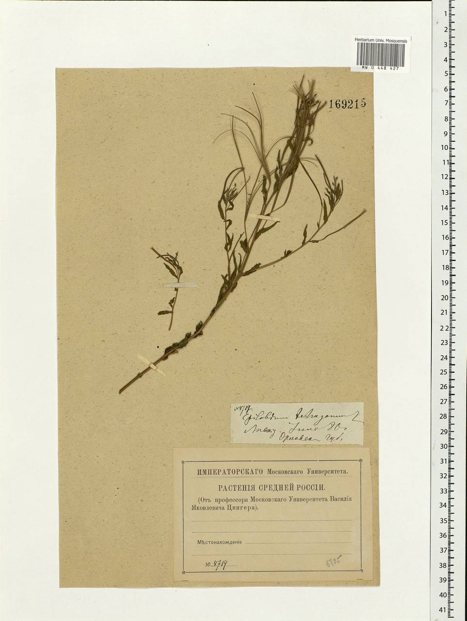 Epilobium tetragonum L., Eastern Europe, Central forest-and-steppe region (E6) (Russia)