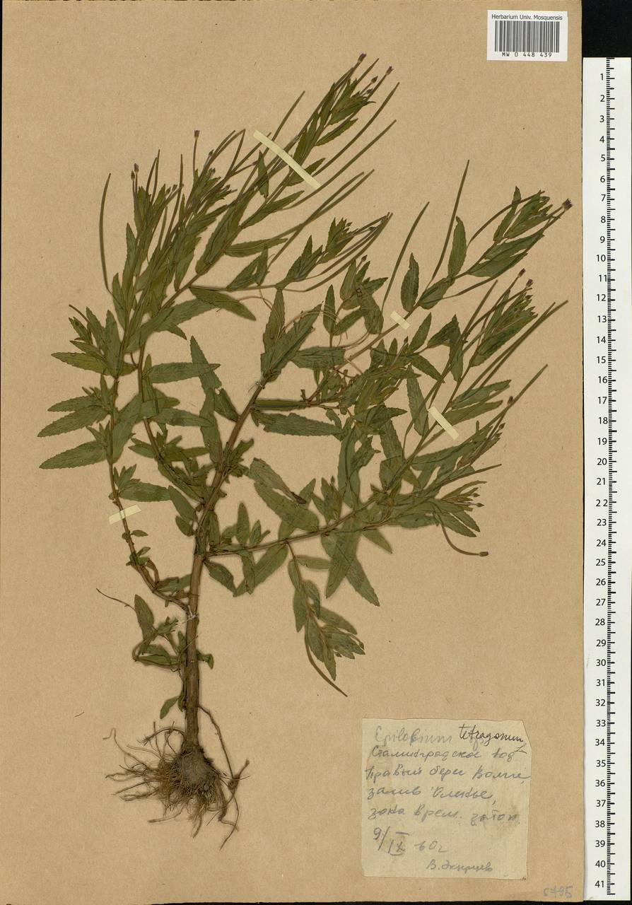 Epilobium tetragonum L., Eastern Europe, Lower Volga region (E9) (Russia)