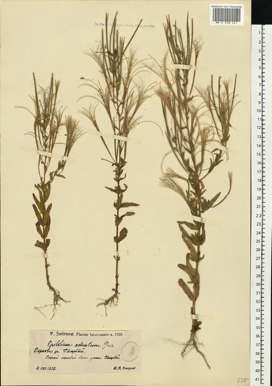 Epilobium tetragonum L., Eastern Europe, Lower Volga region (E9) (Russia)