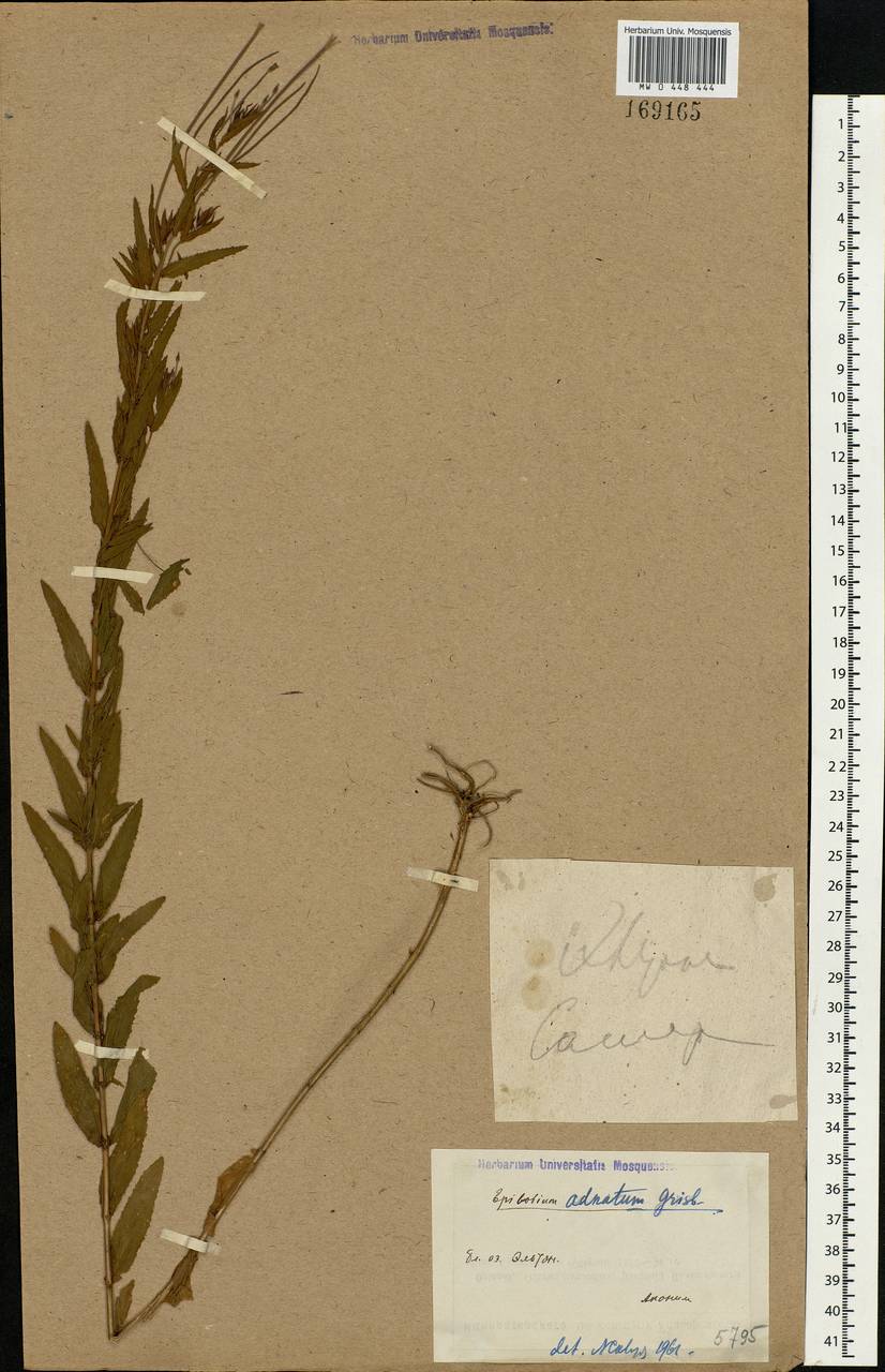 Epilobium tetragonum L., Eastern Europe, Lower Volga region (E9) (Russia)
