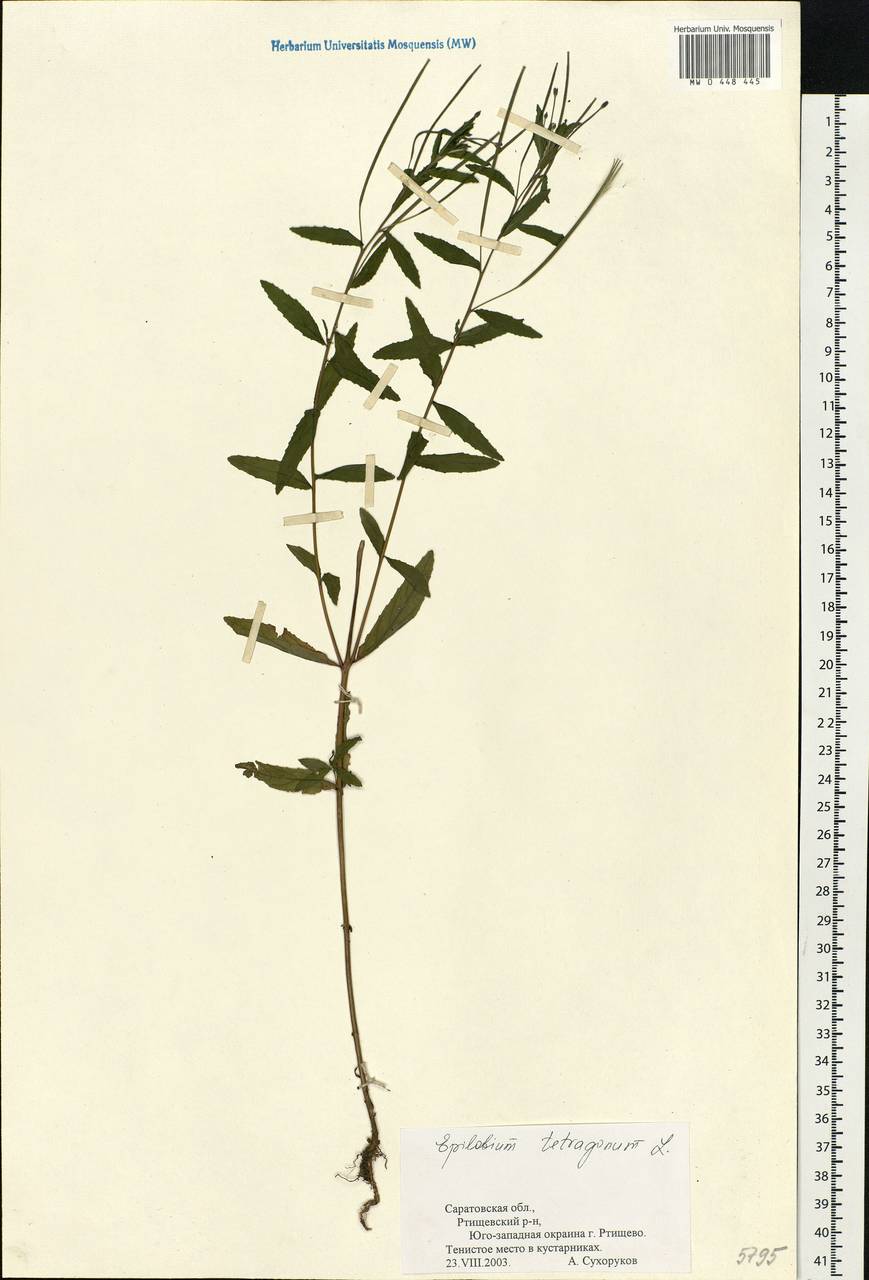 Epilobium tetragonum L., Eastern Europe, Lower Volga region (E9) (Russia)