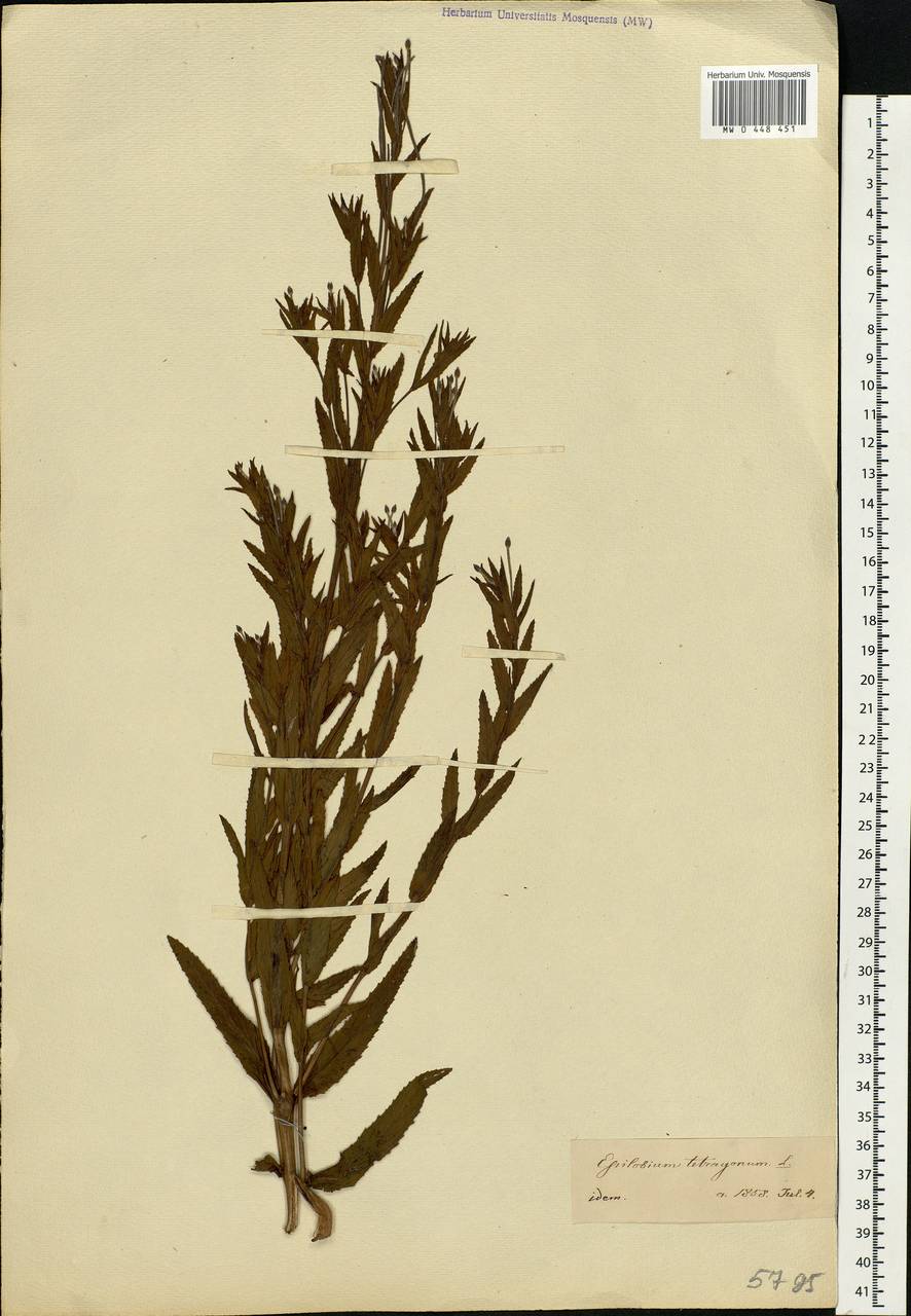 Epilobium tetragonum L., Eastern Europe, Lower Volga region (E9) (Russia)