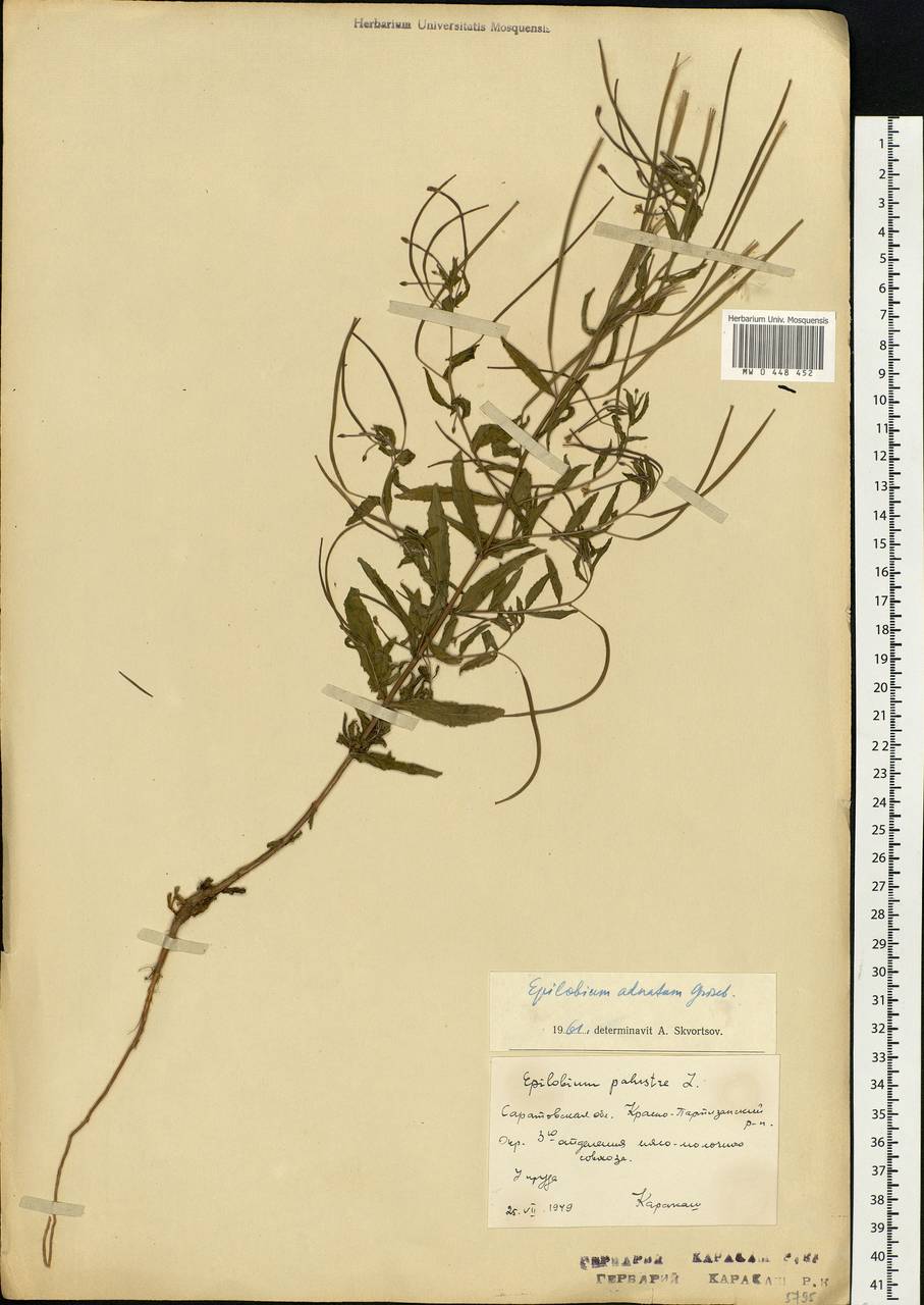 Epilobium tetragonum L., Eastern Europe, Lower Volga region (E9) (Russia)