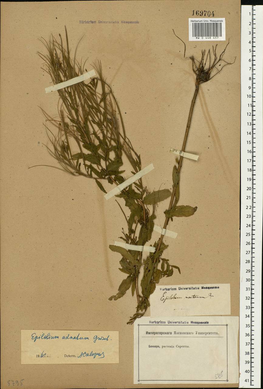 Epilobium tetragonum L., Eastern Europe, Lower Volga region (E9) (Russia)