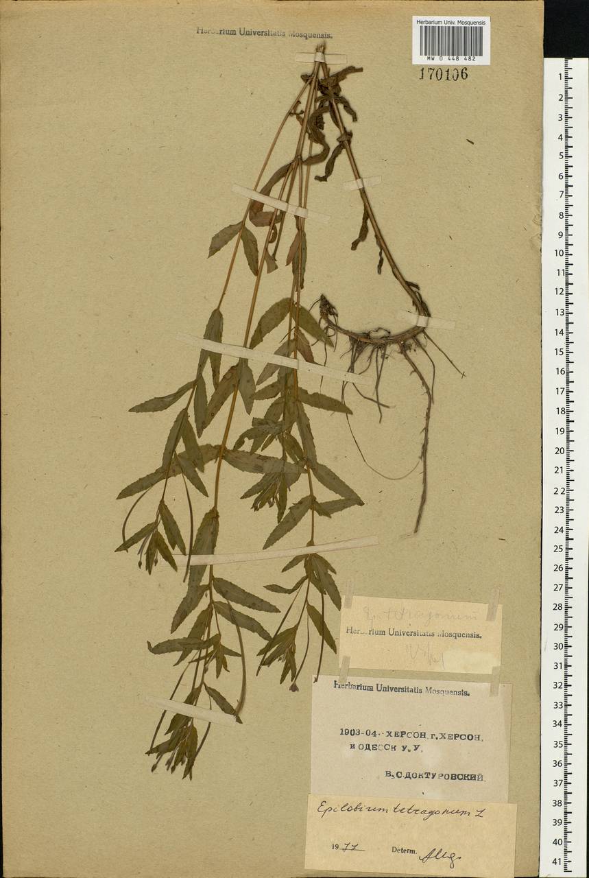 Epilobium tetragonum L., Eastern Europe, South Ukrainian region (E12) (Ukraine)