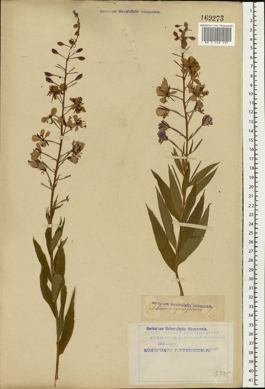 Chamaenerion angustifolium (L.) Scop., Eastern Europe, Northern region (E1) (Russia)