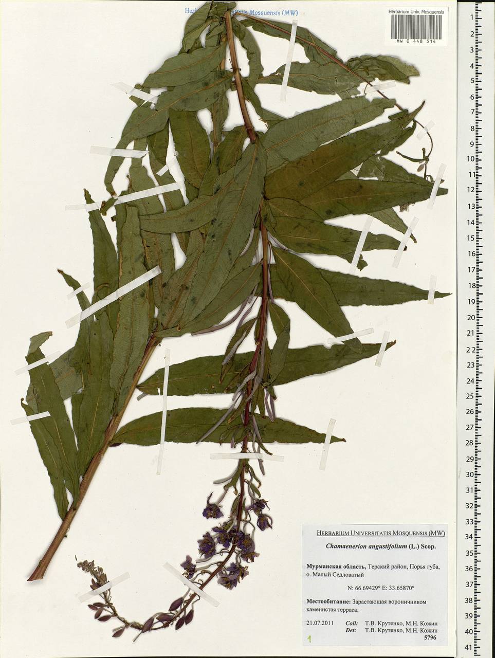 Chamaenerion angustifolium (L.) Scop., Eastern Europe, Northern region (E1) (Russia)