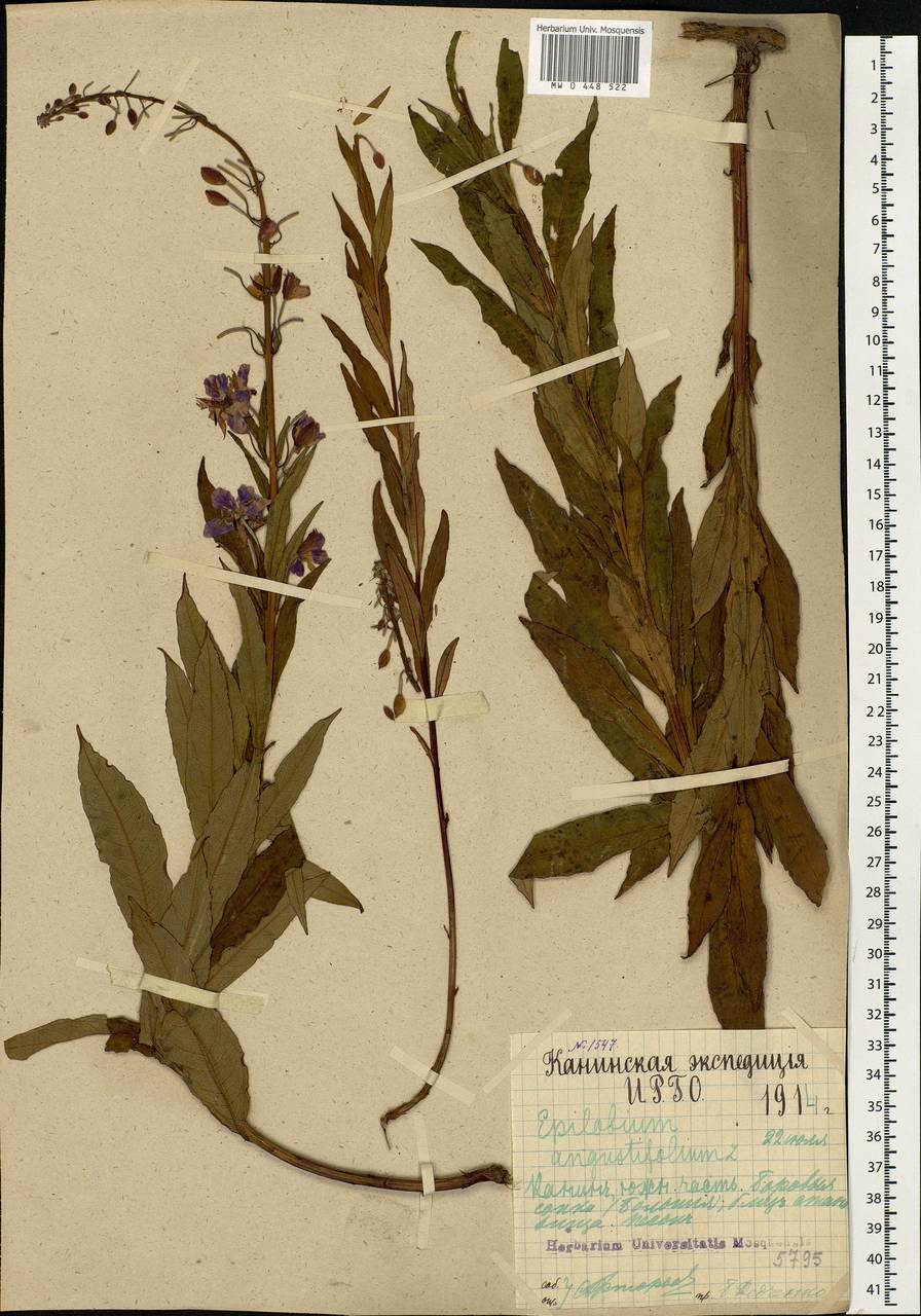 Chamaenerion angustifolium, Eastern Europe, Northern region (E1) (Russia)