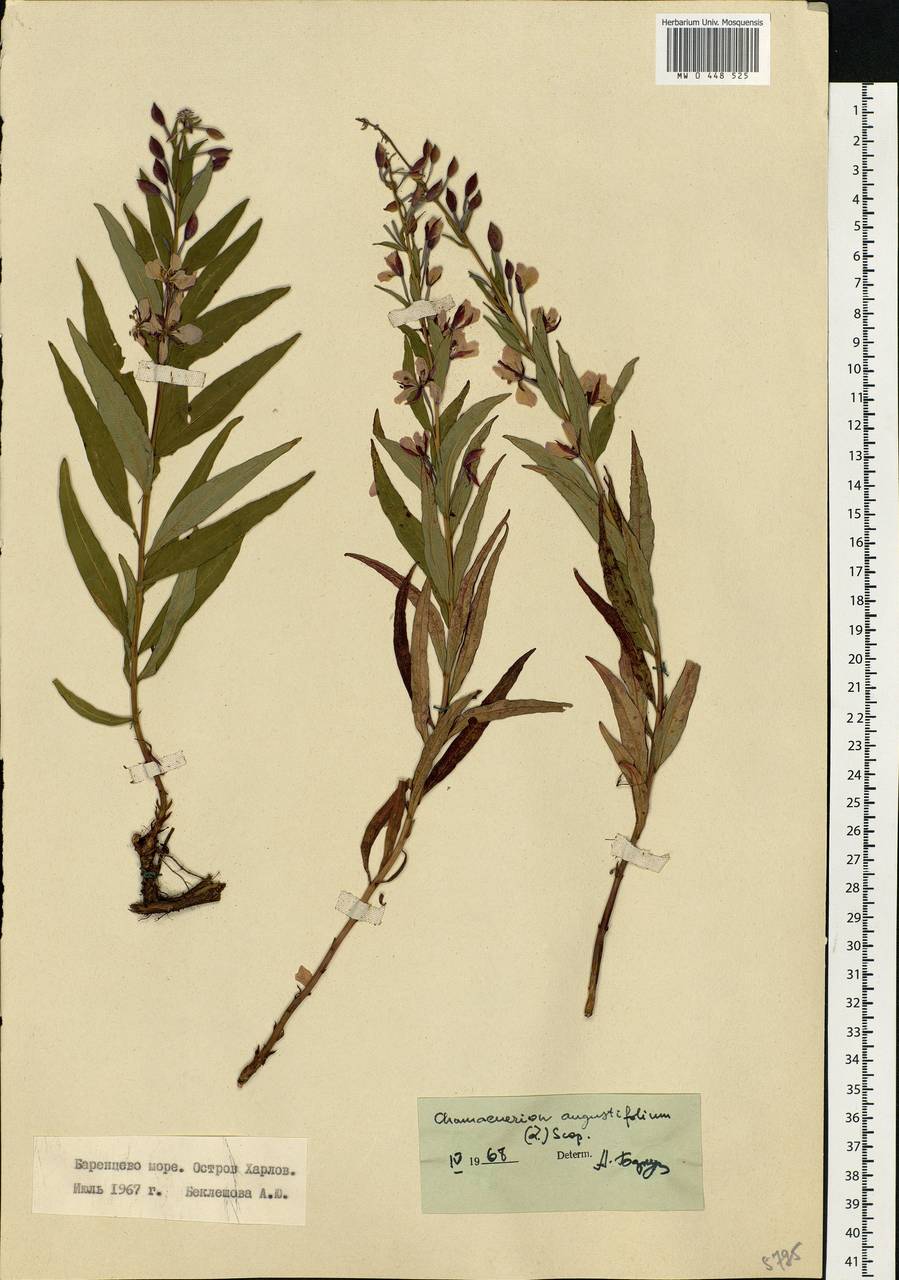 Chamaenerion angustifolium, Eastern Europe, Northern region (E1) (Russia)