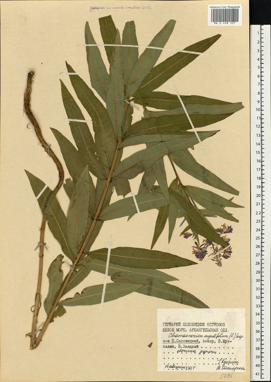 Chamaenerion angustifolium, Eastern Europe, Northern region (E1) (Russia)