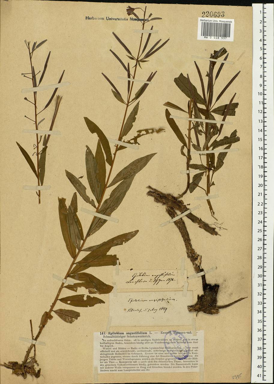 Chamaenerion angustifolium, Eastern Europe, North-Western region (E2) (Russia)