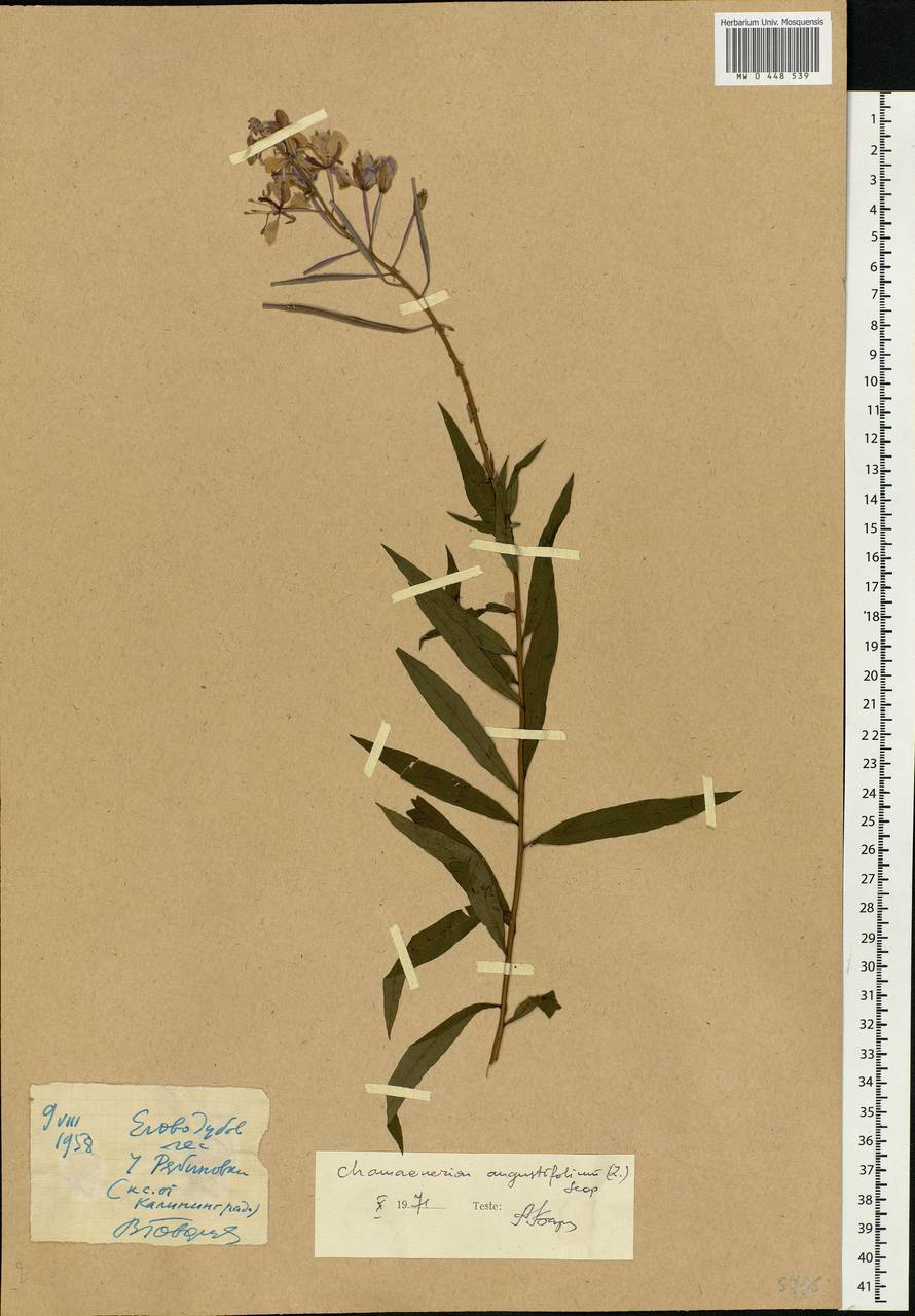 Chamaenerion angustifolium, Eastern Europe, North-Western region (E2) (Russia)