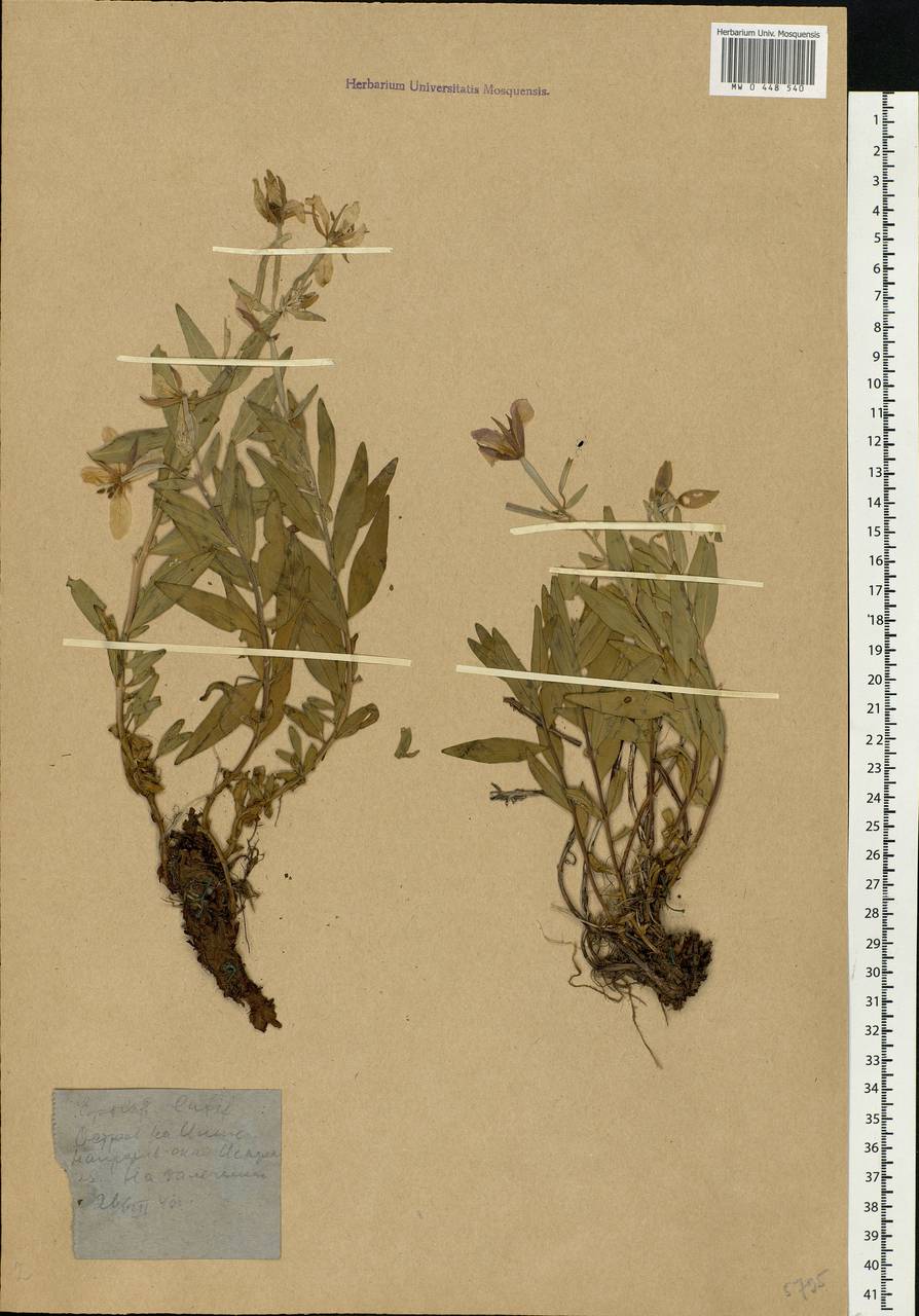Chamaenerion angustifolium (L.) Scop., Eastern Europe, Northern region (E1) (Russia)