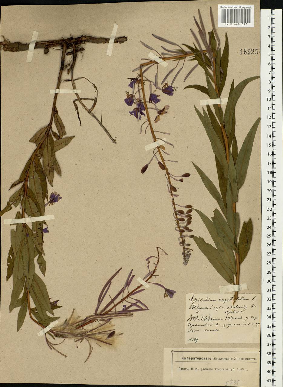 Chamaenerion angustifolium (L.) Scop., Eastern Europe, North-Western region (E2) (Russia)