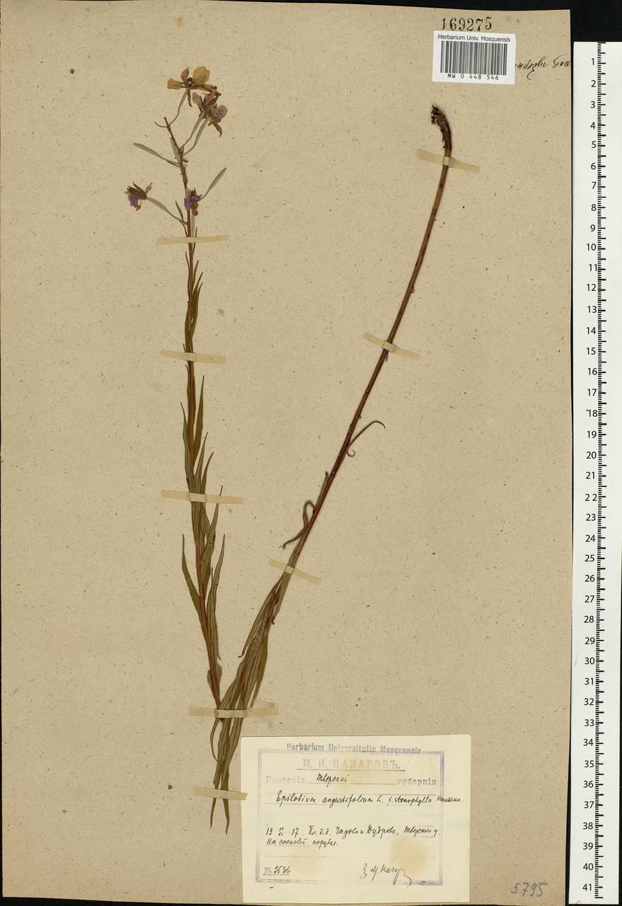 Chamaenerion angustifolium, Eastern Europe, North-Western region (E2) (Russia)