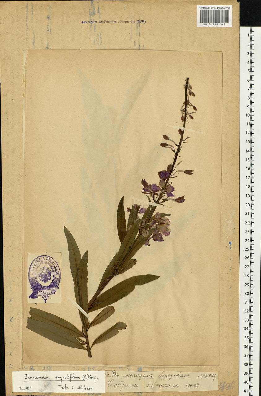 Chamaenerion angustifolium (L.) Scop., Eastern Europe, Estonia (E2c) (Estonia)