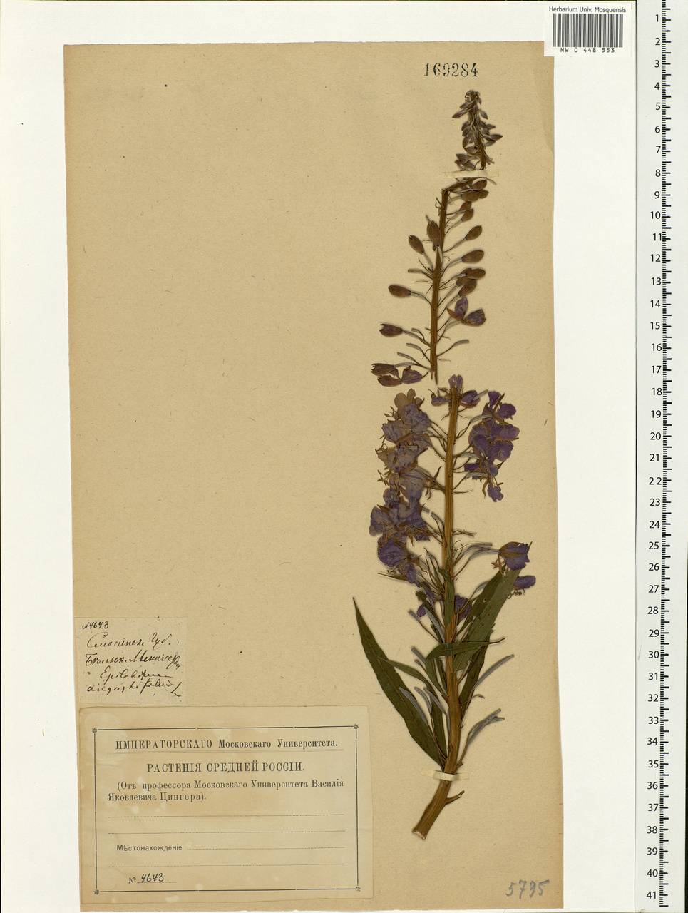 Chamaenerion angustifolium, Eastern Europe, North-Western region (E2) (Russia)