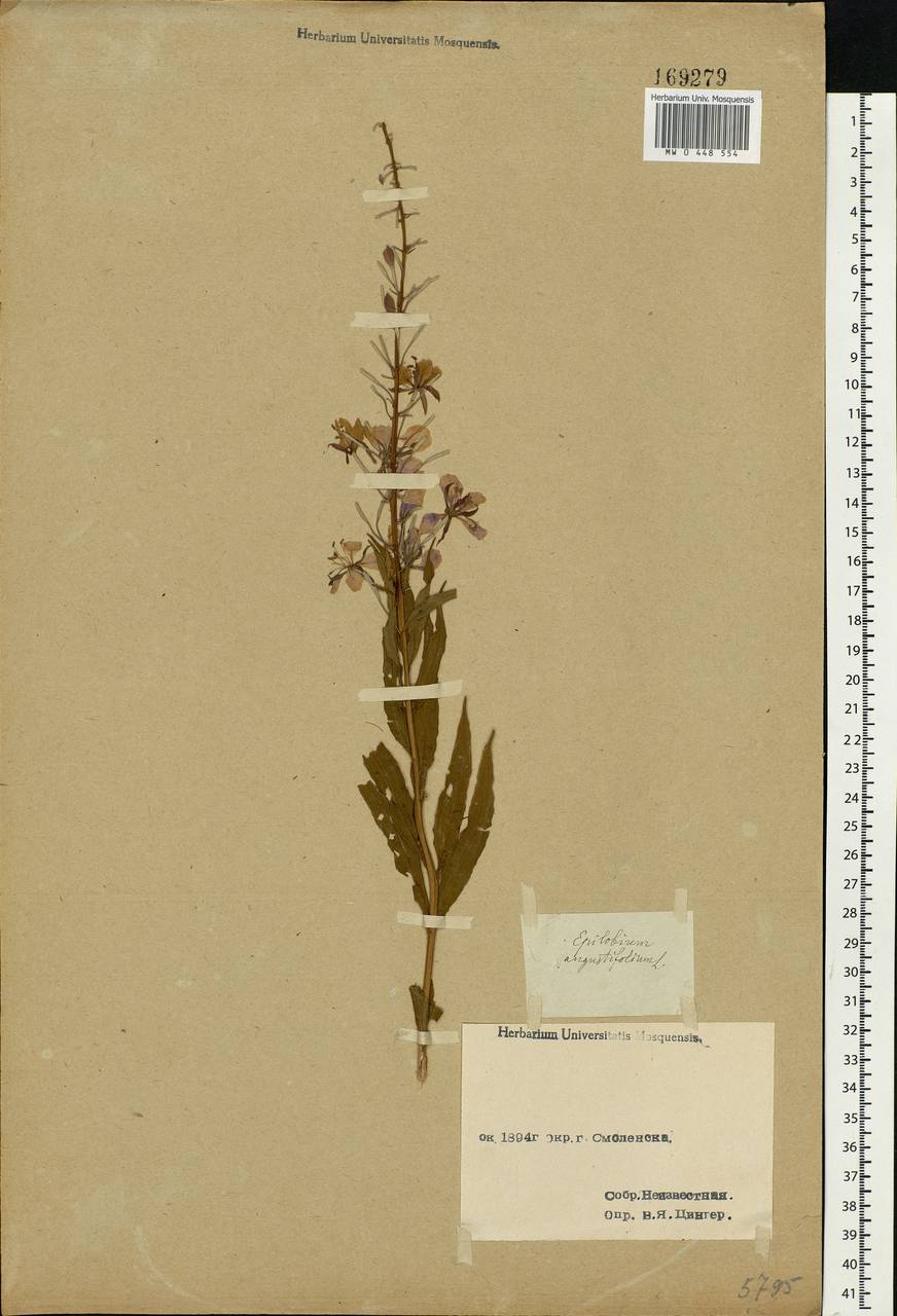 Chamaenerion angustifolium, Eastern Europe, Western region (E3) (Russia)