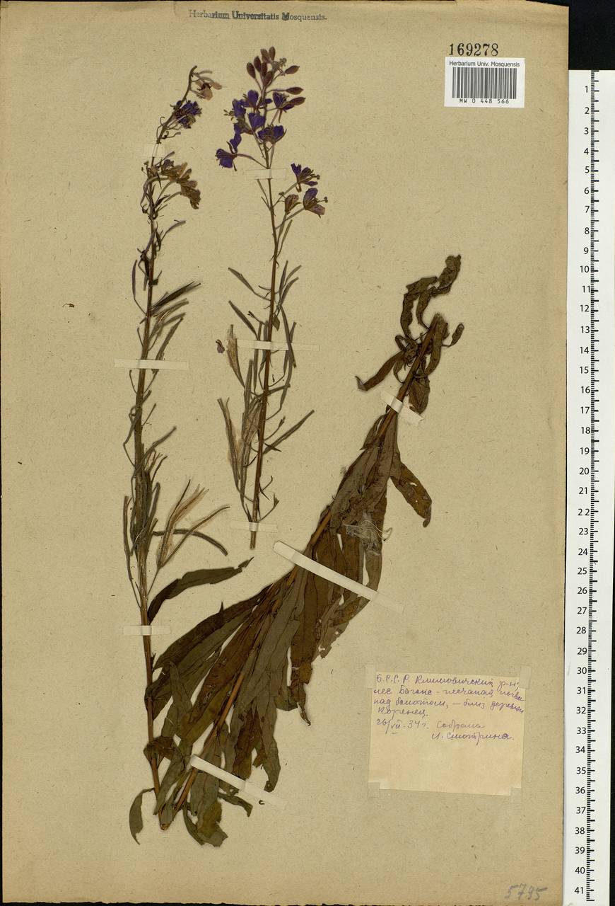 Chamaenerion angustifolium, Eastern Europe, Belarus (E3a) (Belarus)